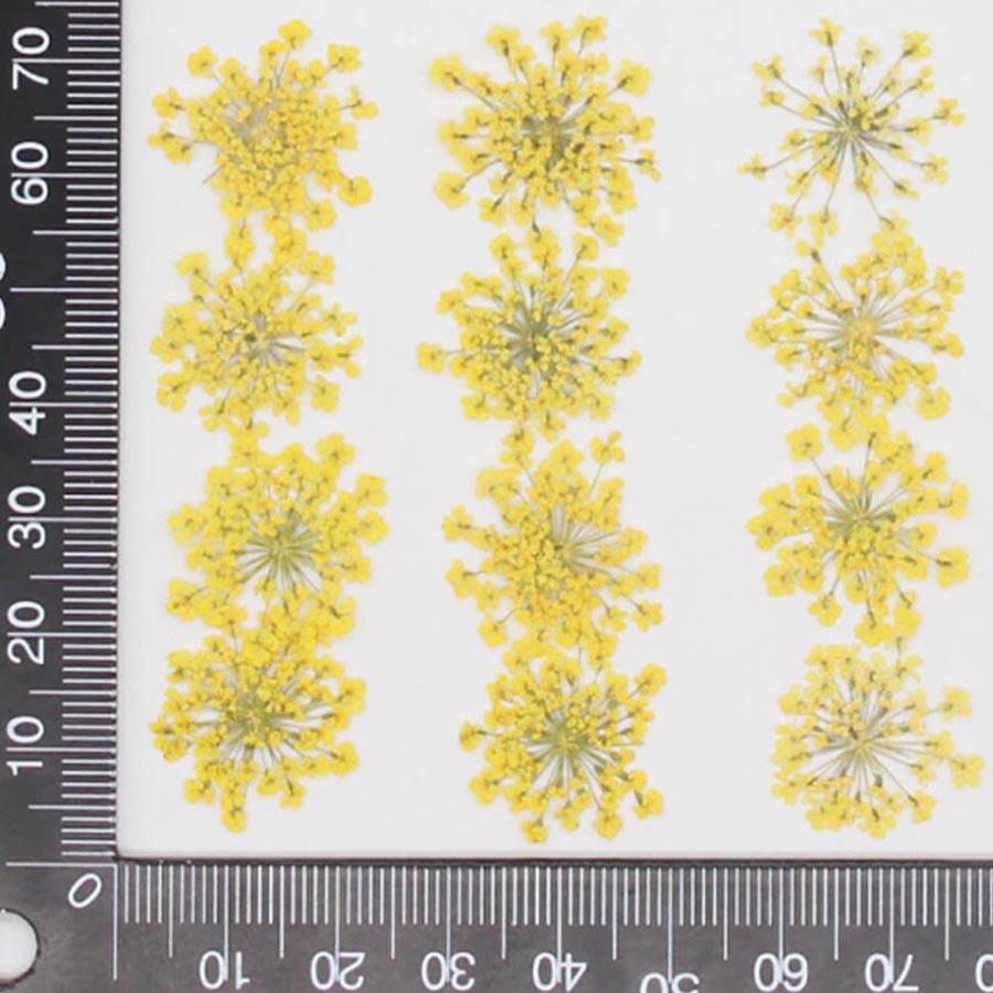 60pcs Pressed Dried 15-20mm Am - Dried Flower Bookmark recension och pris