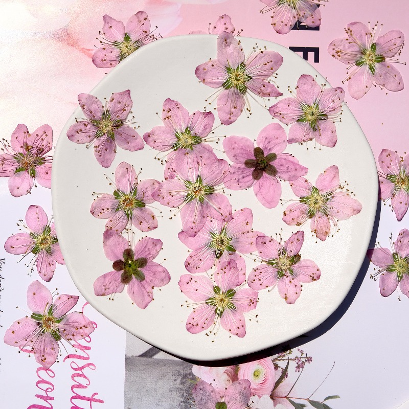 3-4cm./6pcs,Pink Peach Blossom - Dried Flower Bookmark recension och pris