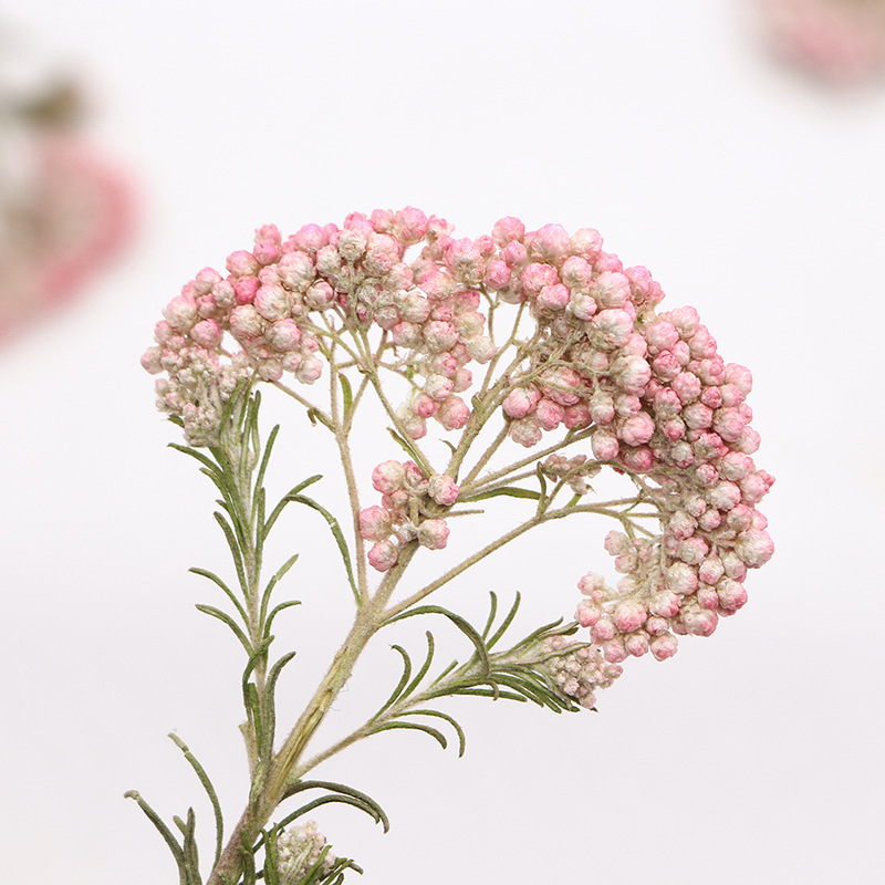 12pcs, Nature Millet Flower Br - Dried Flower Bookmark recension och pris